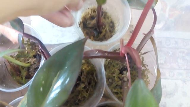 Укоренение черенков филодендронов. Теплички. Результат укоренения . смотреть онлайн