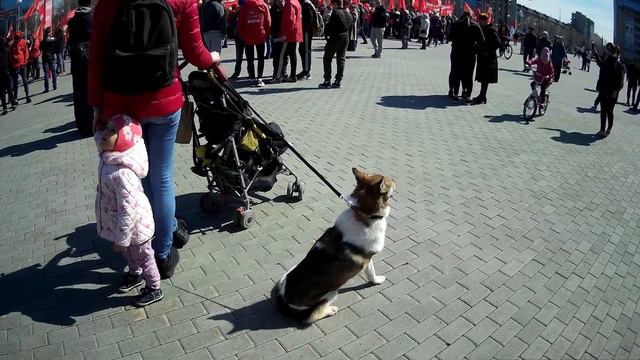 Первомай 2018 Тюмень. 3. Трехногая собака смотреть онлайн