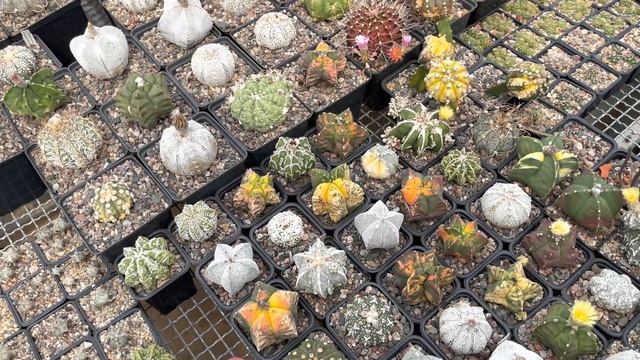 Цветные вариегатные кактусы для начинающих - какие они бывают и как размножаются. Опыление кактусов смотреть онлайн