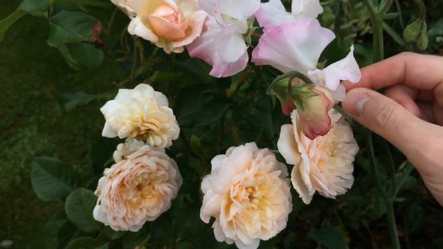 Emily Bronte David Austin Rose | Sweetpeas growing into roses | Delphinium | Sunflowers смотреть онлайн