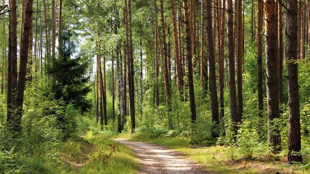 Утро в лесу. Morning in the forest. смотреть онлайн