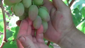 @Виноград Виктор – хороший виноград, отзыв Якушенко В.Е.