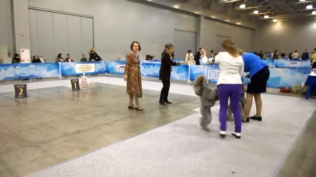 Золотой Ошейник-17 малые современные пудели смотреть онлайн