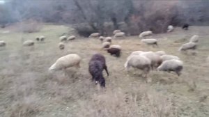 Подготовка отары овец к зиме в овцеводстве