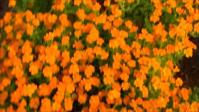 FLOWER EXHIBITION AT KOLKATA 2016 смотреть онлайн