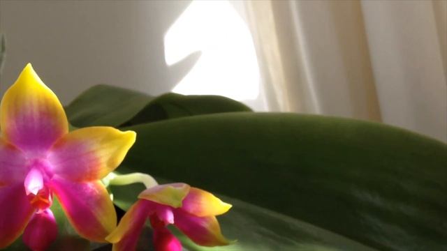 Phalaenopsis Violacea X Amboinensis (Princess Kaiulani)