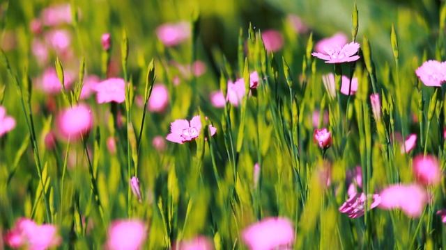 Яркая гвоздика травянка цветёт. В траве весной | Футажи красивая природа [FullHD] смотреть онлайн