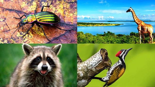 Развивающее видео для детей про животных | Угадай, где правильный ответ! | Выпуск 1 смотреть онлайн