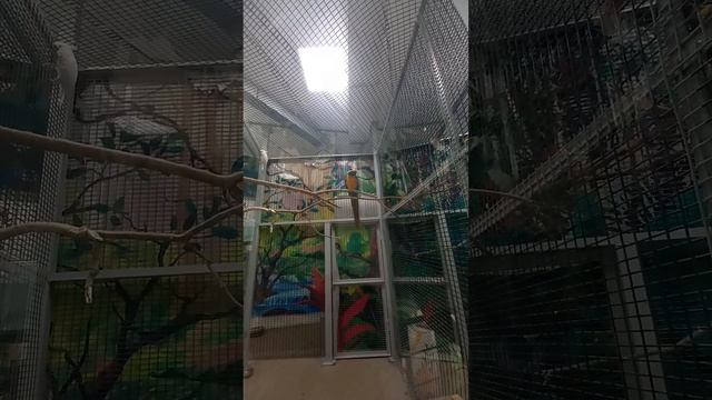 Ещё попугай выворачивает шею 17-го Ноября смотреть онлайн