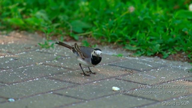 [Slowmo] Трясогузка с человеческой скоростью