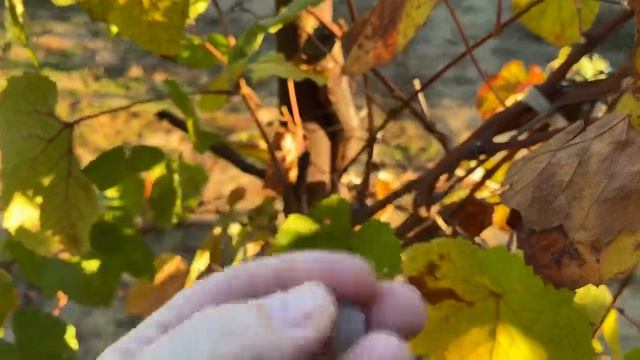 ОСЕННИЕ хлопоты с МАМОЙ на ДАЧЕ без МАСИ смотреть онлайн