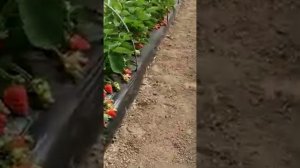 Сорт клубники Эми(Ами). Сладкая клубника. Рассада клубники.