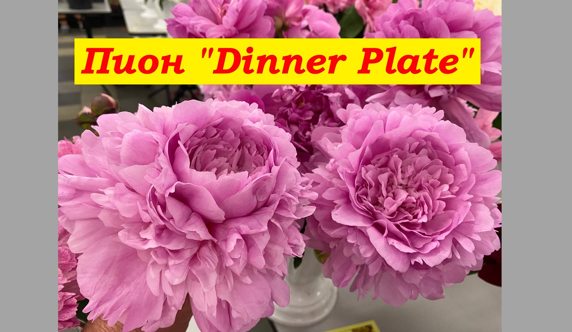 Пион Диннер Плейт Peony Dinner Plate смотреть онлайн