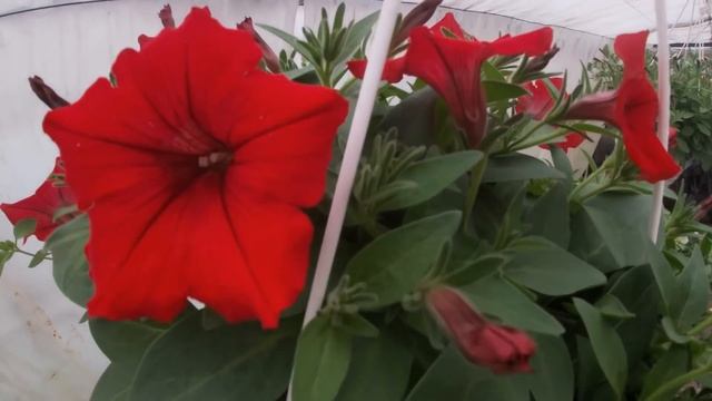 ОБШИРНЫЙ ОБЗОР ЗАЦВЕТАЮЩИХ ПОДВЕСОК.АМПЕЛЬНЫЕ ПЕТУНИИ,СУРФИНИИ 07 МАЯ. смотреть онлайн