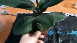 Пересадка фикуса.