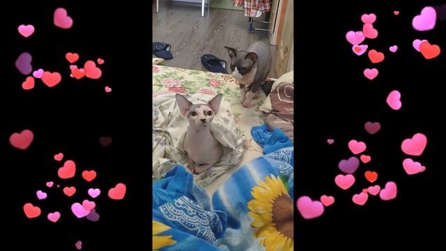 Вязка Канадский Сфинкс Спаривание Шок смотреть онлайн