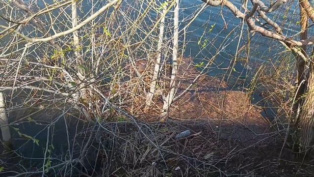 Ондатра или водяная крыса на набережной в Самаре 20.04.23 #весна #sunshine #travel #nature #samara смотреть онлайн