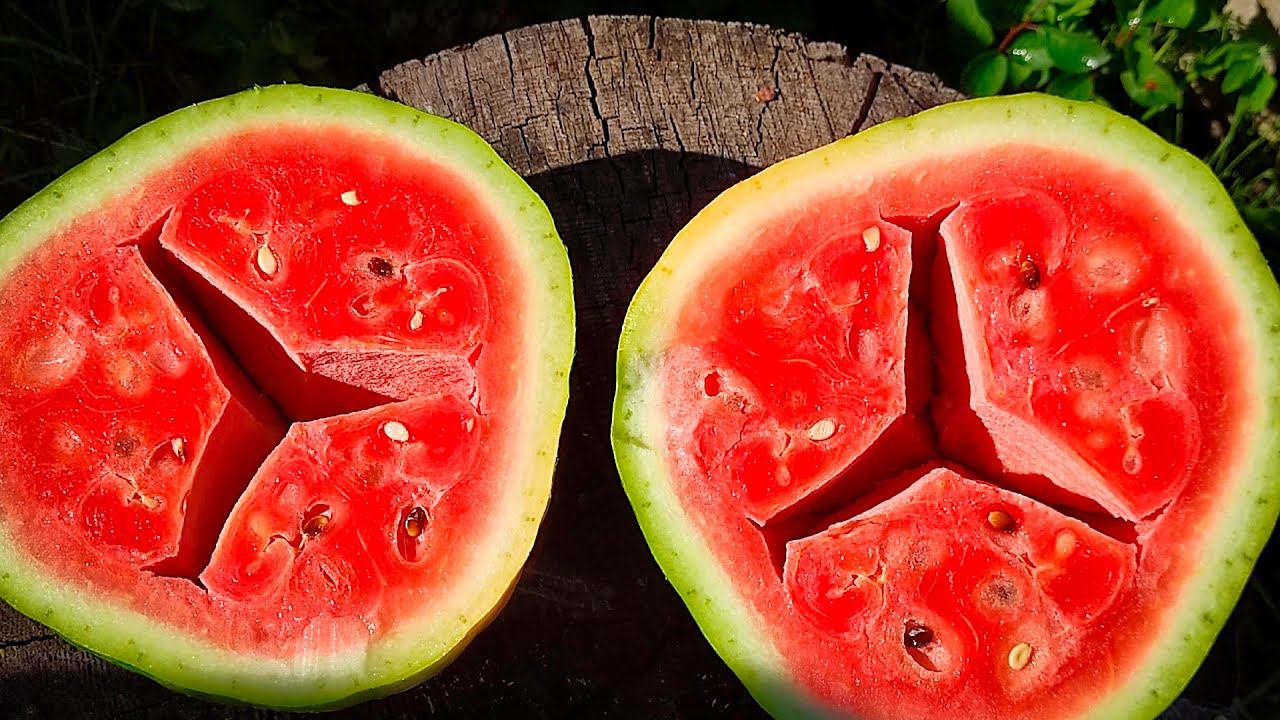 Секреты выращивания арбузов | Про выращивание арбузов в сибири | Как вырастить здоровую рассаду смотреть онлайн