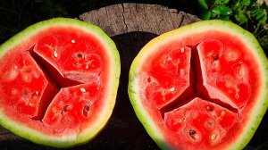 Секреты выращивания арбузов | Про выращивание арбузов в сибири | Как вырастить здоровую рассаду