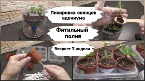 Пикировка сеянцев адениума  (возраст 3 недели).