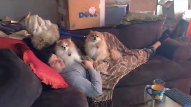 Подарки; Коробки; Пицца; Собачки--мы дома смотреть онлайн