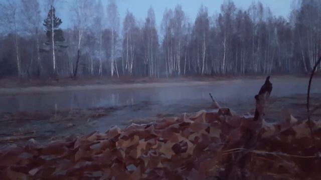 Открытие Охоты на уток, 28 апреля 2018 год. Охота с подсадной. смотреть онлайн