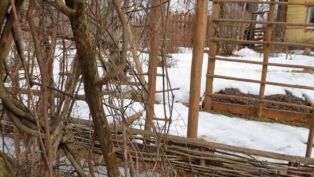 Первый сбор берёзового сока. смотреть онлайн