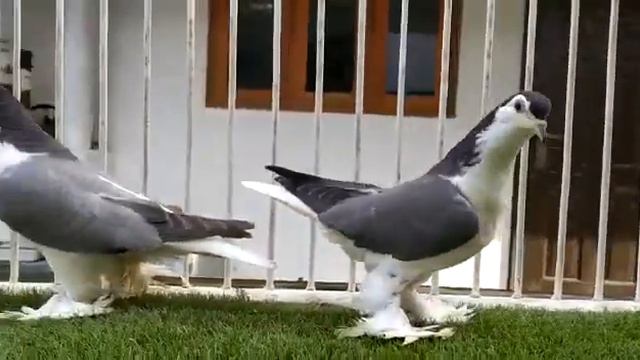 Lahore Siraji Pigeons for sale +91 81298 75017 смотреть онлайн