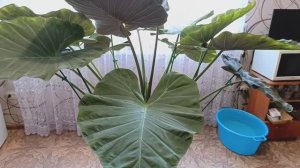 ?Алоказия Регал Шилдс? #город61 #flowers #комнатныецветы #алоказия #алоказиярегалшилдс #цветы #обз