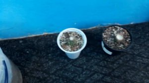 Спасаем кактус или  обрезка и укоренение кактуса