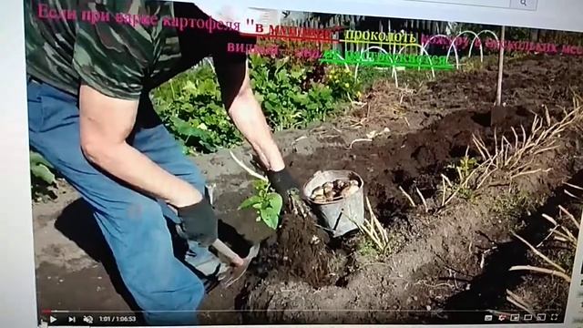 Хитрости в приготовлении картофеля Советы картошка не теряла витамины Кухня смотреть онлайн