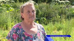 Село Кантаурово Борского района столкнулось с экологической проблемой - Борщевик Сосновского