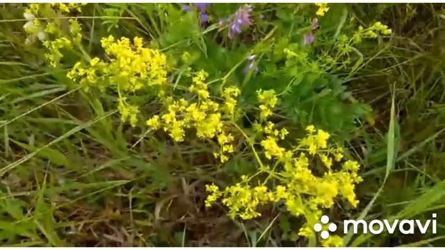 10 июля. Поля близ с. Еловка Большемуртинский район. смотреть онлайн