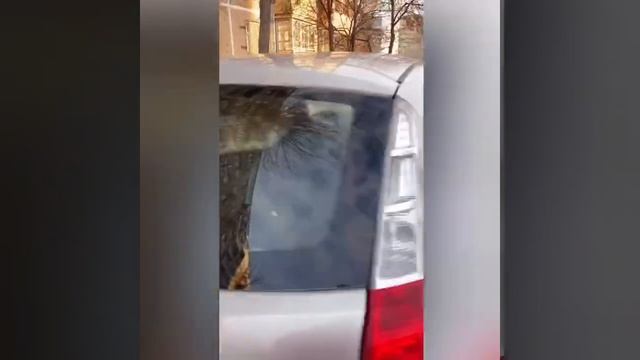 В Оренбурге кошки и собаки живут прямо в машине смотреть онлайн