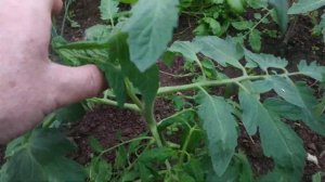 Как пасынковать низкорослые (детерминантные ) томаты?Самый простой способ