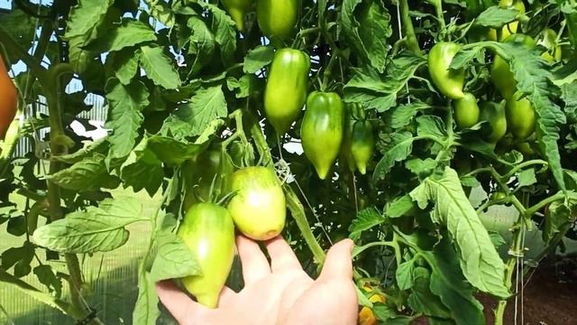 Томат Манго Джанго! смотреть онлайн