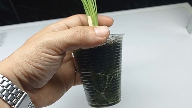 Albuca Spiralis прошло три месяца после пересадки