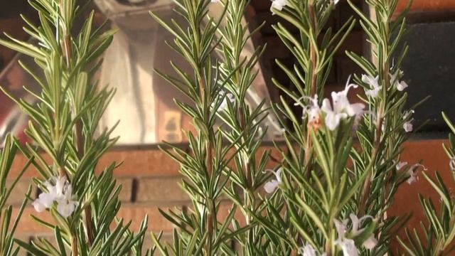 Вкусная картошка: рецепты и идеи