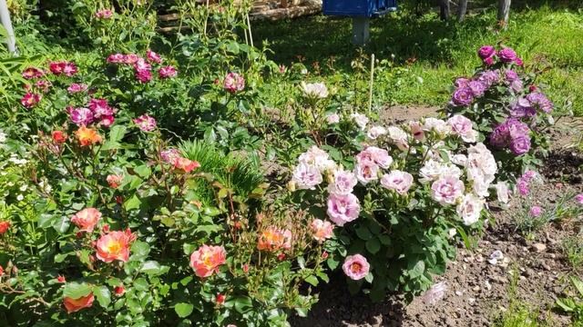 Розы Айс фо ю, Блю фо ю, Джаж в одной компании смотреть онлайн