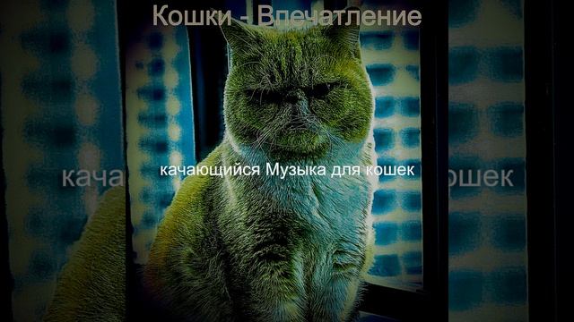 Видения (Котята) смотреть онлайн