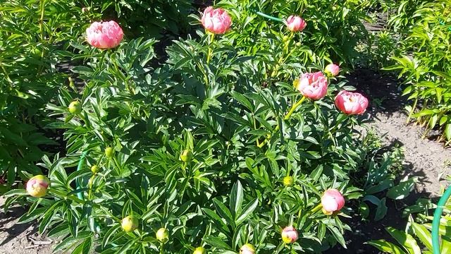 Мак махровый многолетний.Пион Пинк Хавайян Корал открывает цветы.Вирусная мозаика на листьях пиона. смотреть онлайн