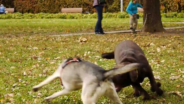 Поддельные родословные? Легко ли купить родословную? смотреть онлайн