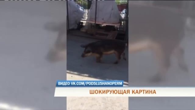 На крыльце дома в Перми лежал недельный труп лошади смотреть онлайн