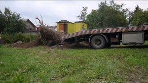 Корчевание черемухи.