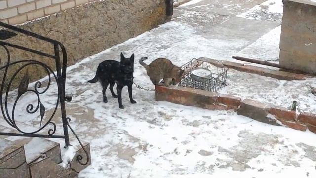 Собака Джулия и кошка Тося. Обе дворянки. Так они дружат. смотреть онлайн