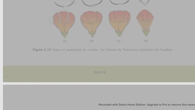 Morphology of flowering plants ncert reading смотреть онлайн
