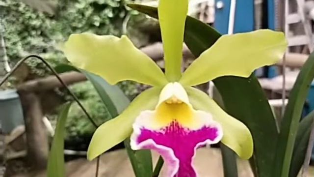 Cattleya Helen Star смотреть онлайн
