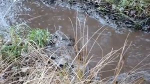 Купание в грязи в ботфортах на высоких каблуках