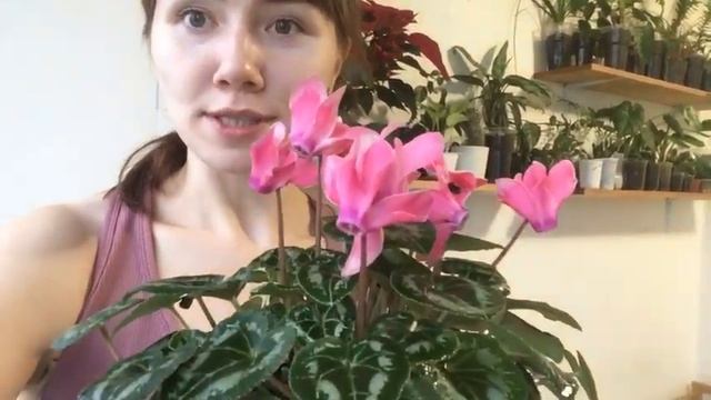 Персидский мелкоцветковый цикламен. Альпийская фиалка цветёт зимой!!! смотреть онлайн