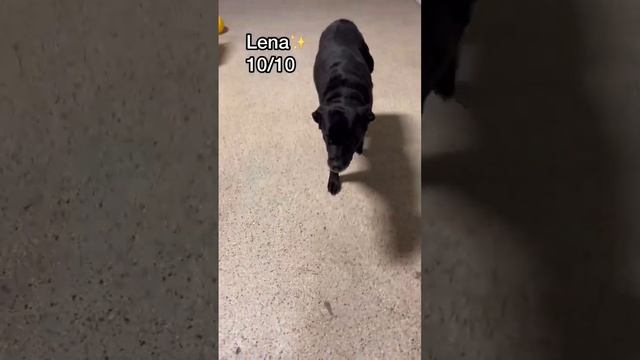 Let’s see what dogs know how to sit at dog daycare today! #dogdaycare #doggiedaycare #dogvideos смотреть онлайн